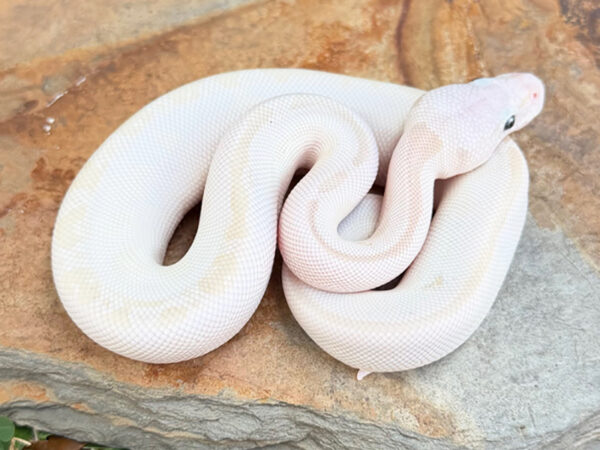 Blue Eye Leucistic (Male)