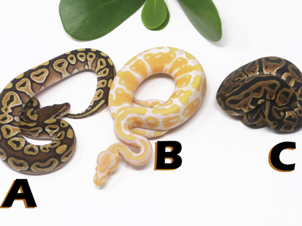 Grab Bag Contest 1516