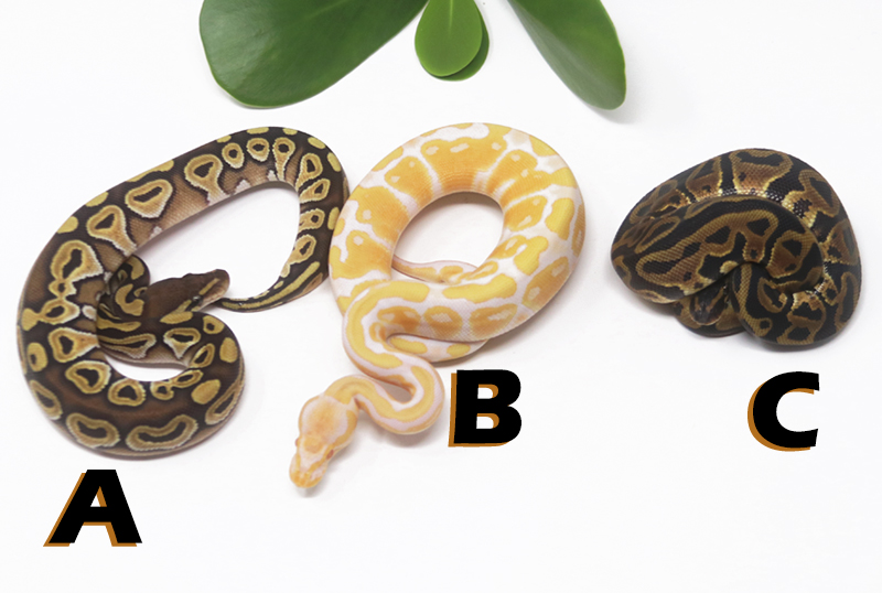Grab Bag Contest 1516