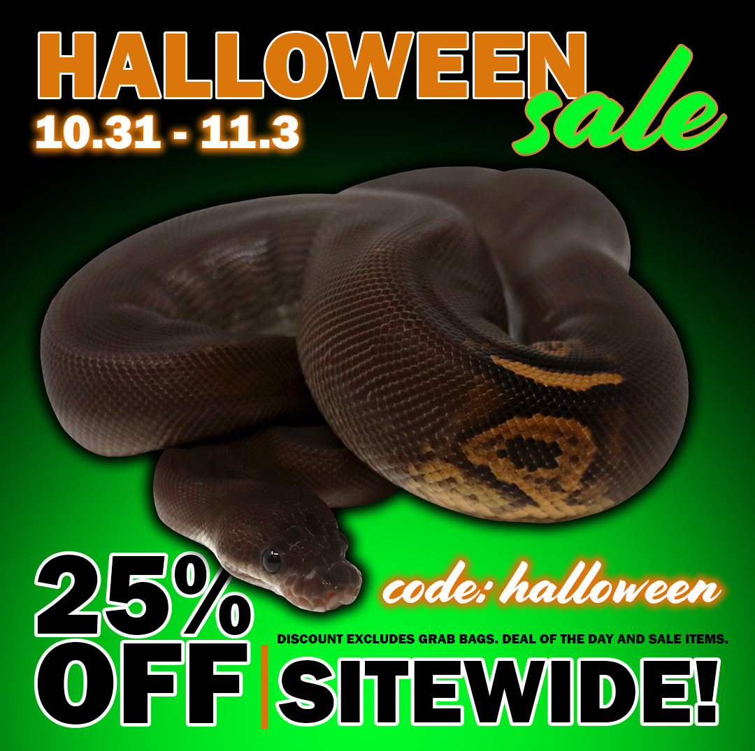 halloween2025 Ball Pythons and other Reptiles for sale