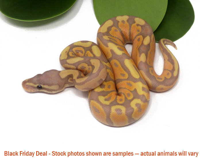 Banana (Female) — Black Friday Special - Image 3