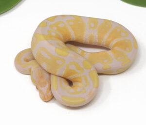 17-14A-Albino_2025-300x258 17-14A Albino_2025