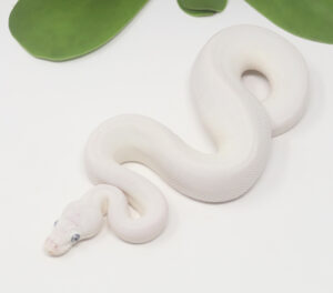 17-14B-Blue-Eye-Leucistic-Leopard_2025-300x264 17-14B Blue Eye Leucistic Leopard_2025