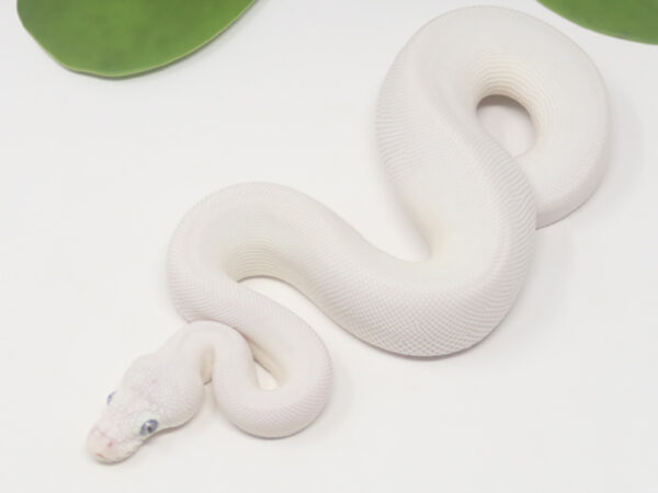 Blue Eye Leucistic Leopard (Male)