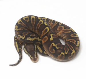17-14C-Ghi-Blackhead-Pastel-YB_2025-300x277 17-14C Ghi Blackhead Pastel YB_2025