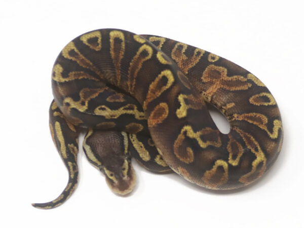 GHI Blackhead Pastel YB (Female)