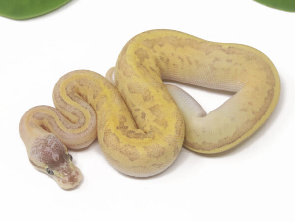 GHI Lemonblast Fire (Female)