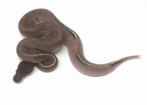 17-15B-GHI-Blackhead-Mojave-Pin_2025-300x216 17-15B GHI Blackhead Mojave Pin_2025