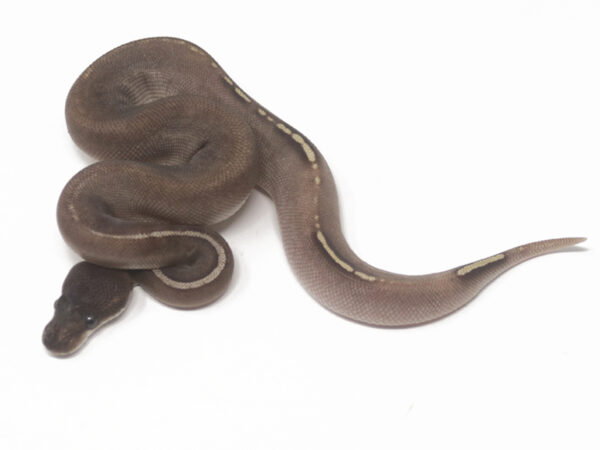 GHI Blackhead Mojave Pin (Male)