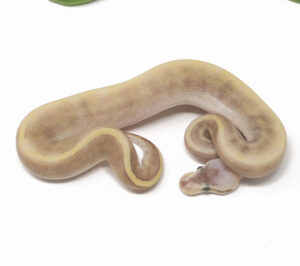 17-15C-GHI-Moochie-Pin_2025-300x266 17-15C GHI Moochie Pin_2025