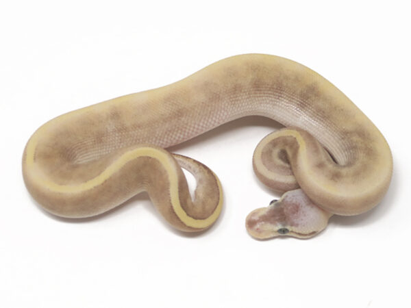 GHI Moochie Pin (Male)