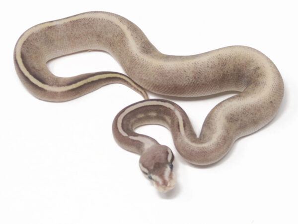 GHI Blackhead Pastave Pin Fire (Female)