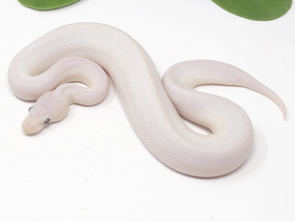 Blue Eye Leucistic (Male)