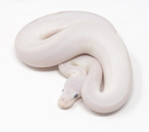 17-17B-Blue-Eye-Leucistic-_2025-300x267 17-17B Blue Eye Leucistic _2025