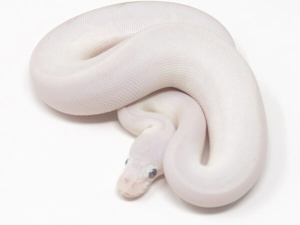 Blue Eye Leucistic (Female)