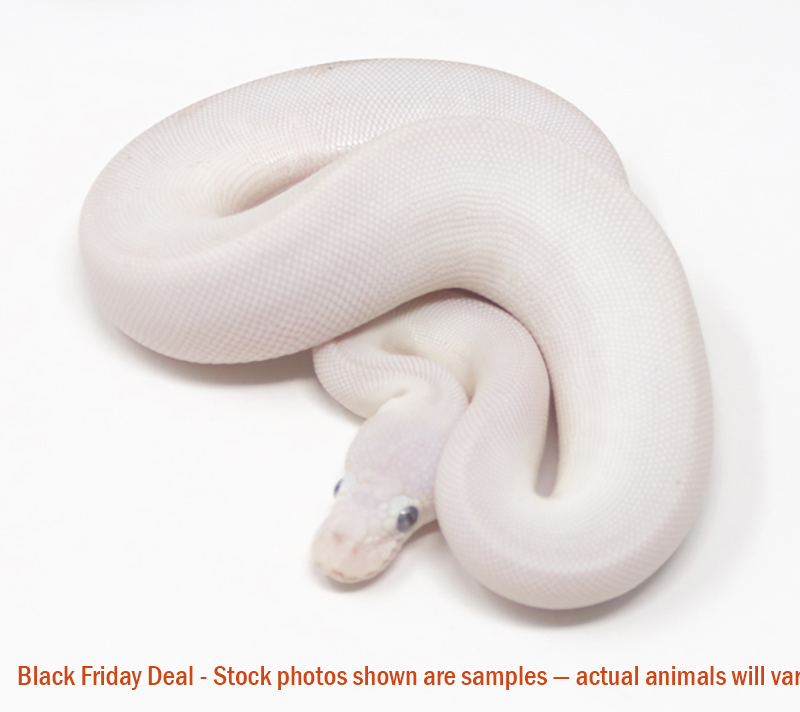 Blue Eye Leucistic (Male) — Black Friday Special