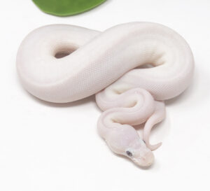 17-17C-Blue-Eye-Leucistic-_2025-300x273 17-17C Blue Eye Leucistic _2025