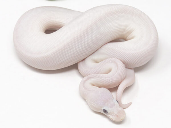 Blue Eye Leucistic (Female)