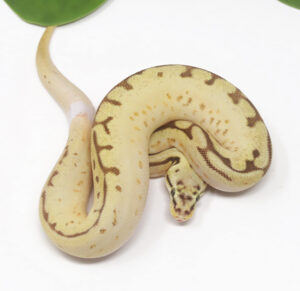 18-10A-Enchi-Bee-YB_2025-300x291 18-10A Enchi Bee YB_2025