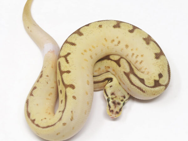 Enchi Bee YB (Female)