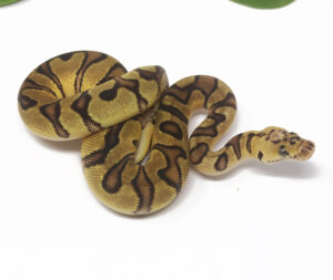 18-10B-Clown-Enchi-Pastel_2025-300x253 18-10B Clown Enchi Pastel_2025