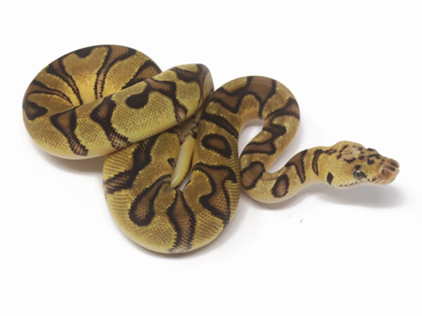 Clown Enchi Pastel (Male)