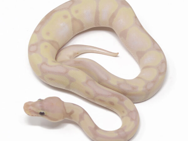 Super Banana Enchi Pastel (Male)