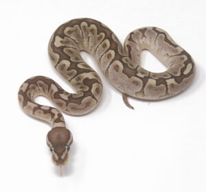 18-12C-Bamboo-Pastel_2025-300x280 18-12C Bamboo Pastel_2025