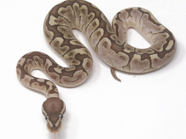 Bamboo Pastel (Female)