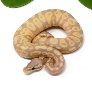 18-13C-Banana-Pastel_2025-300x277 18-13C Banana Pastel_2025