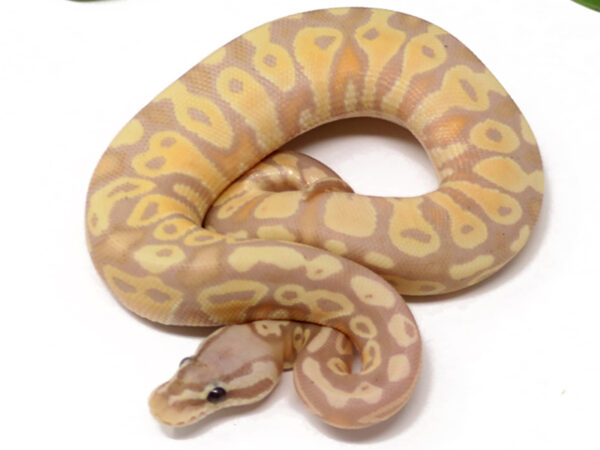 Banana Pastel (Female)