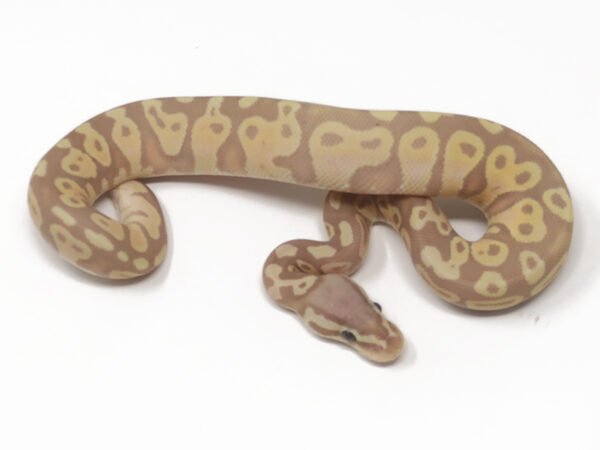 Banana Pastel (Female)