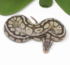 18-14B-Pastel-Butter-Spotnose_2025-300x275 18-14B Pastel Butter Spotnose_2025