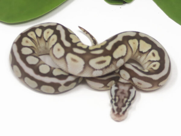 Pastel Butter Spotnose (Female)
