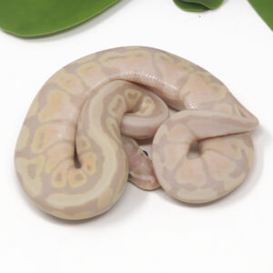 18-14C-Super-Banana-Spotnose_2025-300x300 18-14C Super Banana Spotnose_2025