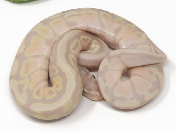 Super Banana Spotnose (Male)