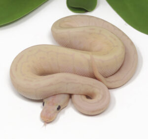 18-15A-Super-Banana-Pin_2025-300x282 18-15A Super Banana Pin_2025