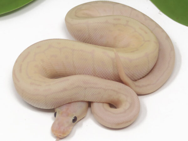 Super Banana Pin (Male)