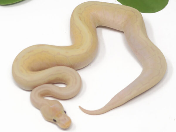 Banana Pin (Female)