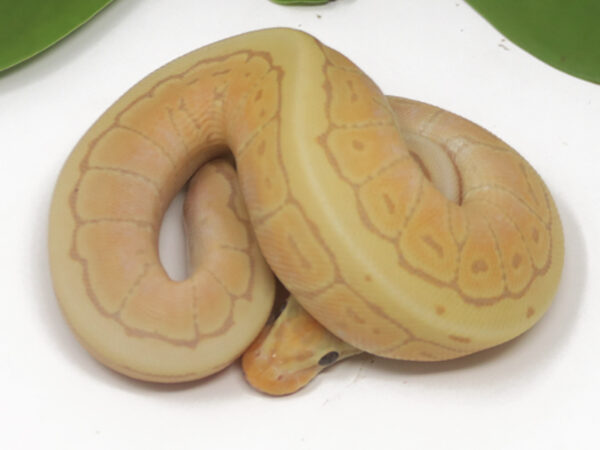 Banana Pin (Female)