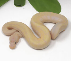 18-16A-Super-Banana-Pin_2025-300x258 18-16A Super Banana Pin_2025