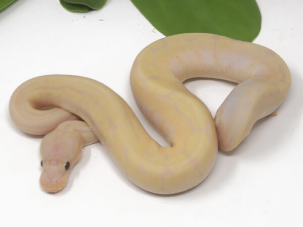 Super Banana Pin (Female)