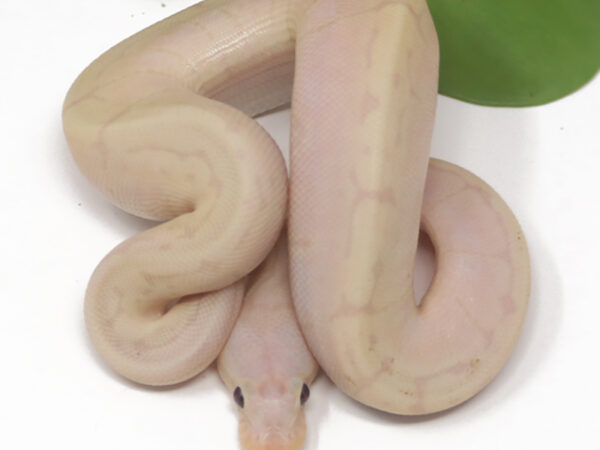 Super Banana Pin (Male)