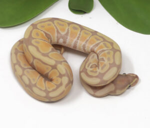 18-17A-Banana_2025-300x256 18-17A Banana_2025