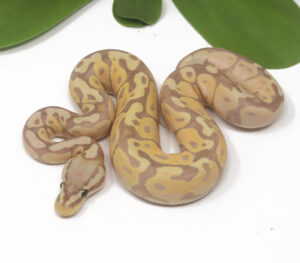 18-17B-Banana-Pastel_2025-300x263 18-17B Banana Pastel_2025