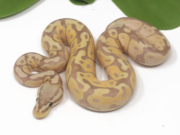 Banana Pastel (Male)