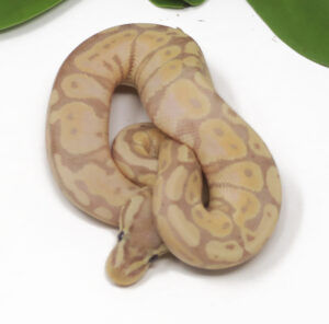 18-17C-Banana-Pastel_2025-300x296 18-17C Banana Pastel_2025