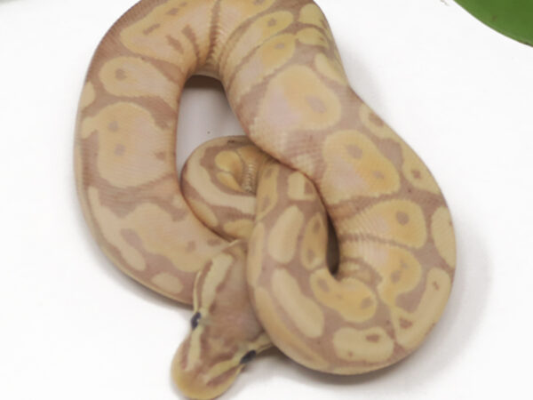 Banana Pastel (Female)