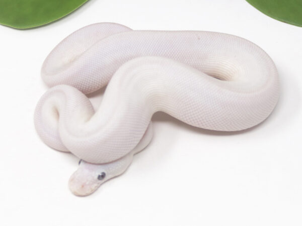 Blue Eye Leucistic (Male)