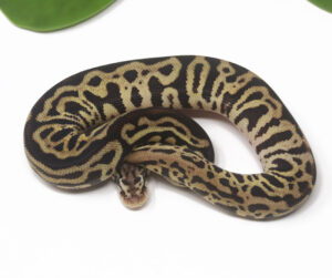 18-1C-Clown-Leopard-Pastel_2025-300x251 18-1C Clown Leopard Pastel_2025